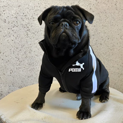Carlin noir portant un vetement pour chien : sweat noir zippé avec logo Pomii