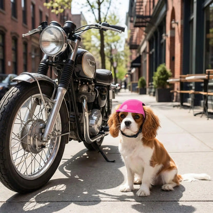 Chien Cavalier King Charles avec un casque moto rose, assis sur le trottoir près d'une moto.