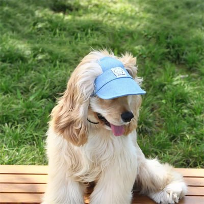 Chien Cocker Spaniel assis dans l'herbe portant une casquette chien en jean bleu clair.