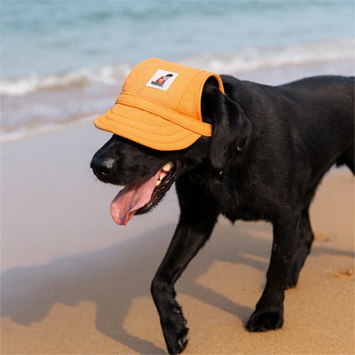 Labrador noir sur le sable portant une casquette chien orange face à la mer.