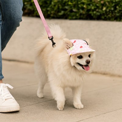 Spitz allemand blanc en laisse portant une casquette chien rose à motifs cerises et fraises.