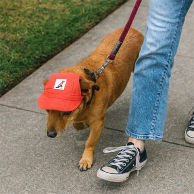 Chien de type Teckel marchant en laisse avec une casquette chien rouge.