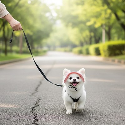 Spitz blanc joyeux marchant en laisse et portant une casquette chien type visière rose clair.