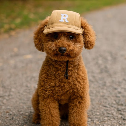 Caniche marron assis portant une casquette beige unie avec la lettre R brodée.