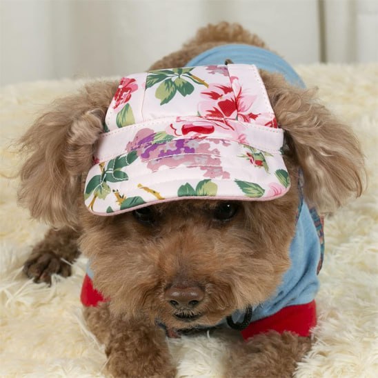 Caniche couché avec l'une des casquettes pour chiens à imprimé floral rose et vert.