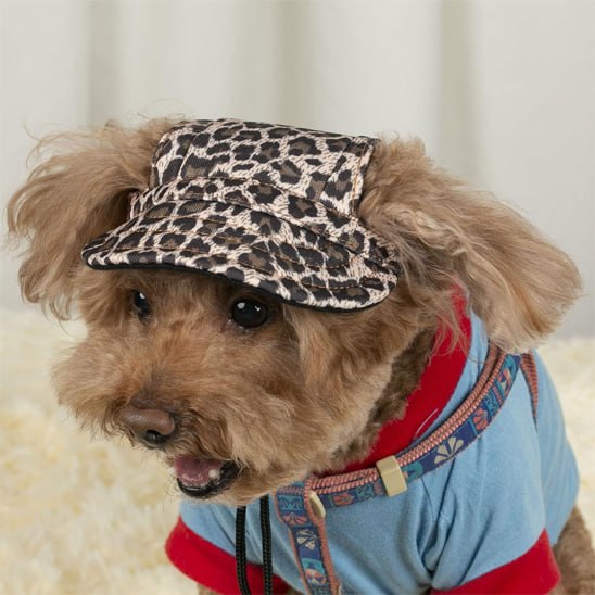 Petit chien Caniche portant l'une des casquettes pour chiens au motif léopard.