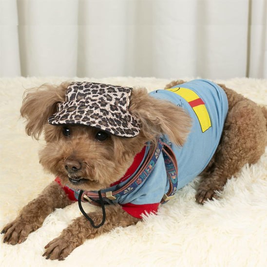 Caniche en t-shirt bleu portant l'une des casquettes pour chiens au style léopard.