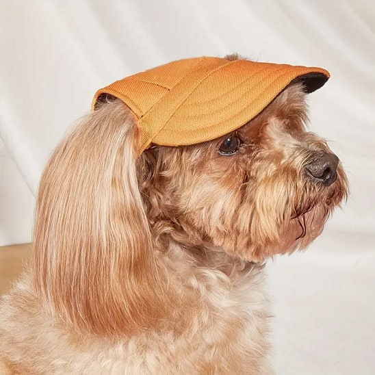 Chien type Shih Tzu de profil avec l'une des casquettes pour chiens de couleur orange.