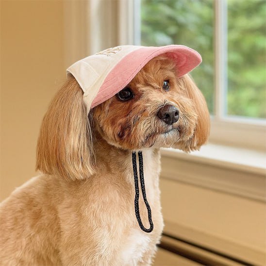 Petit chien frisé de profil portant une casquette bicolore beige et rose près d'une fenêtre.