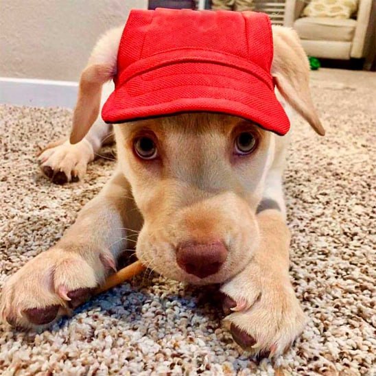 Chiot Labrador allongé sur un tapis avec une des casquettes pour chiens rouge.