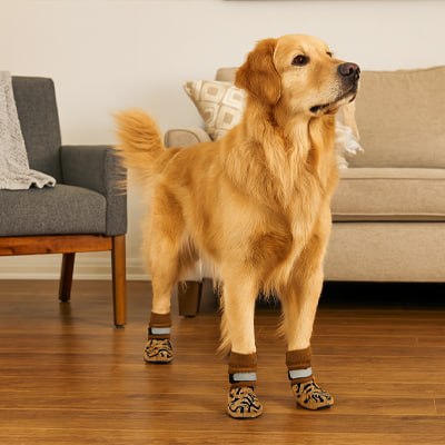 Chien Golden Retriever dans un salon avec des chaussettes pour chien sur un parquet.