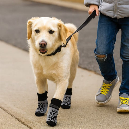 Golden Retriever en laisse marchant sur un trottoir avec une chaussette pour chien de protection.
