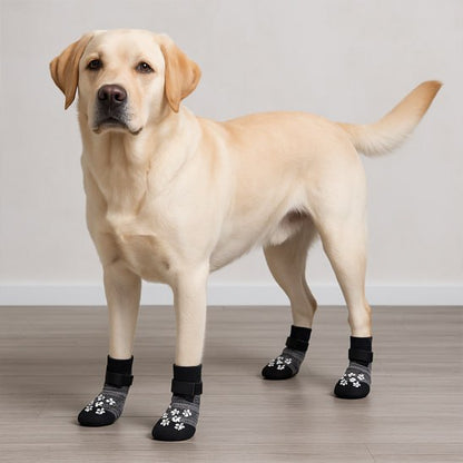 Labrador jaune debout sur un sol en bois clair, équipé de quatre chaussettes pour chien.