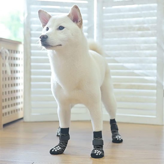 Shiba Inu blanc debout en intérieur, portant quatre chaussettes pour chien grises et noires.