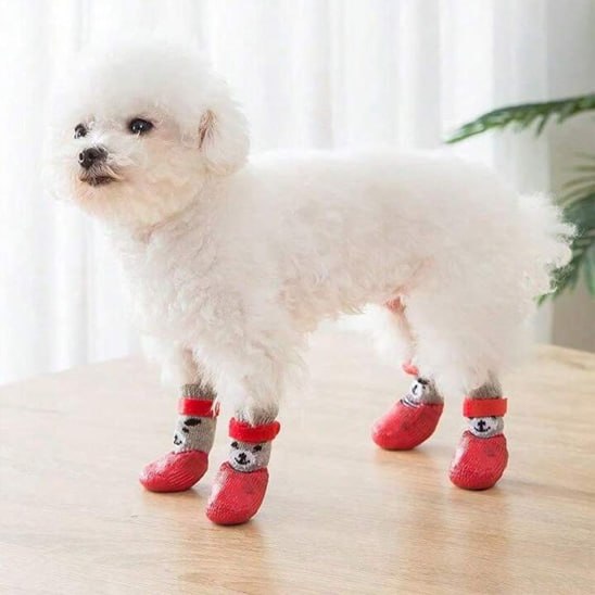 Bichon frisé debout sur une table portant quatre chaussures chien rouges avec dessins.