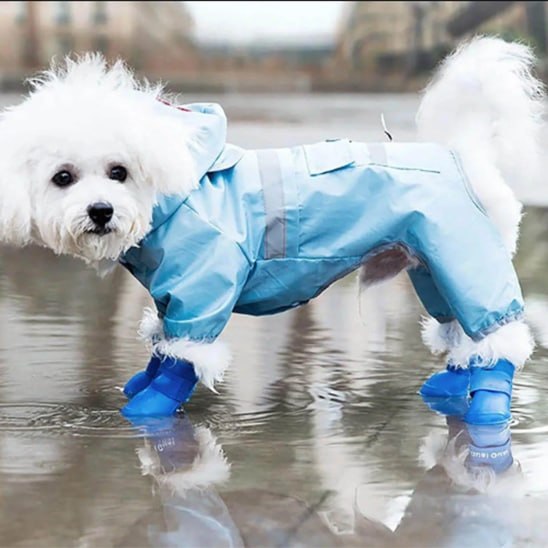 Bichon frisé blanc en imperméable bleu marchant dans l'eau avec sa chaussure chien bleue.