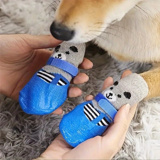 Main tenant des chaussures chien bleues imperméables avec sangles pour un Shiba Inu.