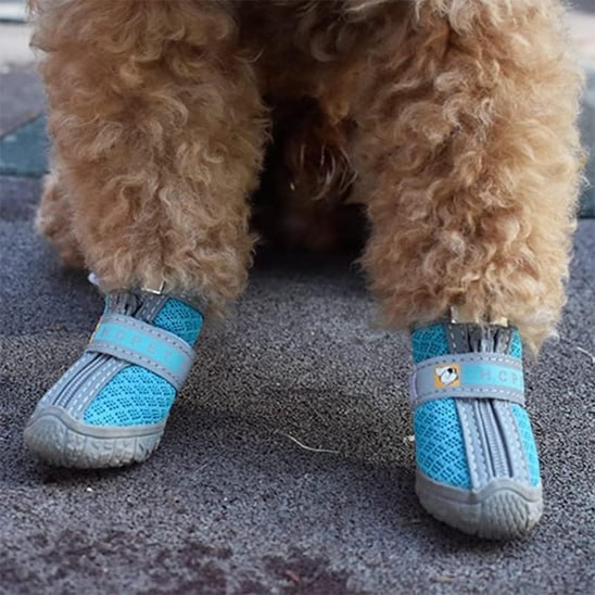 Gros plan sur deux chaussure chien bleues en maille avec lanière réfléchissante et logo HCPET.