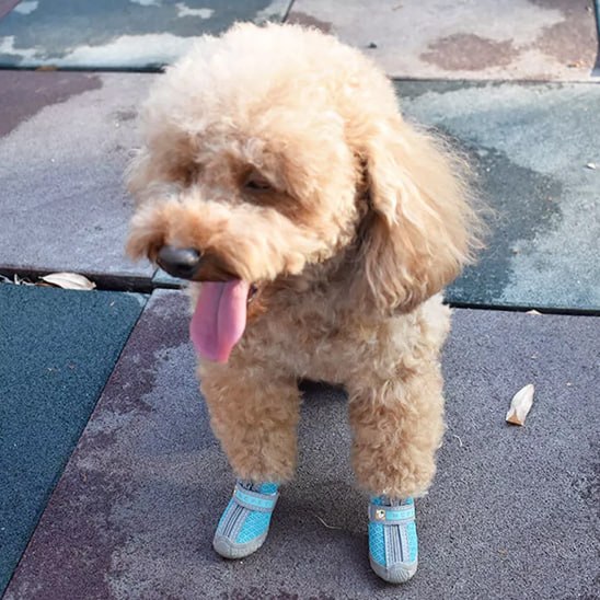 Caniche marron assis sur un sol en caoutchouc, langue pendante, portant des chaussure chien.