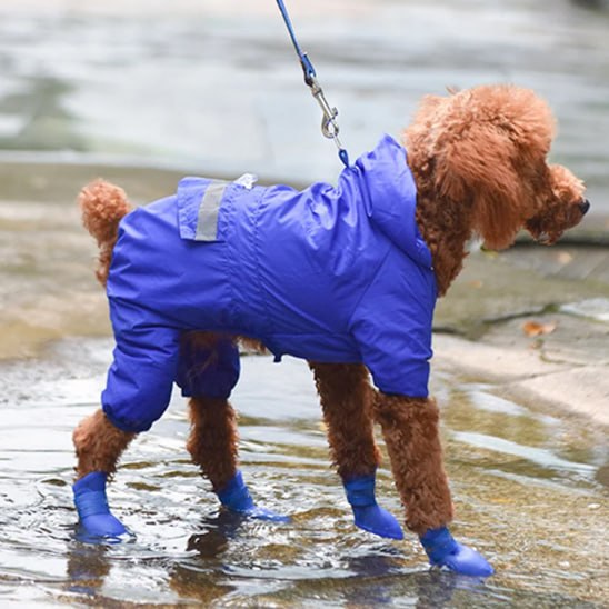 Caniche marron en imperméable bleu marchant dans l'eau avec sa chaussure chien bleue.