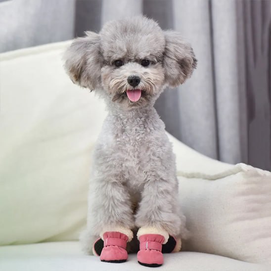 Caniche gris assis portant une chaussure chien rose poudré sur un canapé blanc.