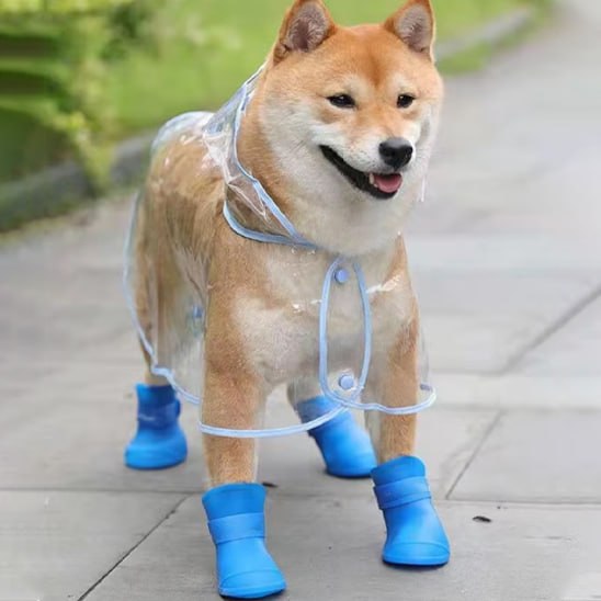 Shiba Inu portant une paire de chaussure chien bleue et un imperméable transparent.