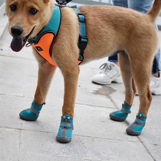 Chien Shiba Inu avec harnais turquoise et orange, portant des chaussure chien bleues.