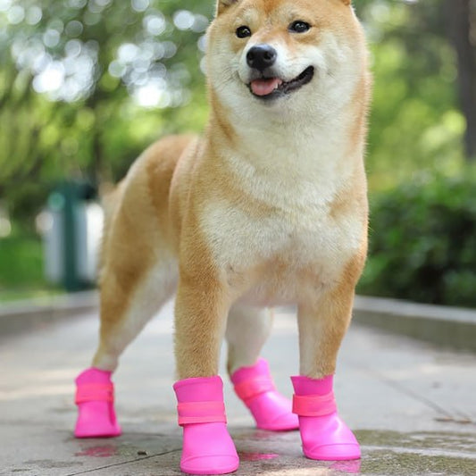 Shiba Inu debout de profil portant une paire de chaussure chien rose vif.