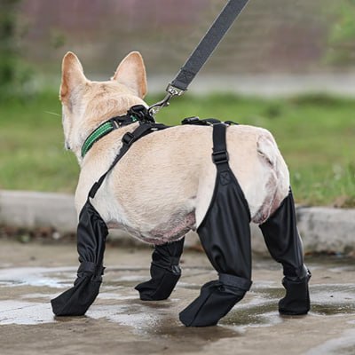 Vue arrière d'un bouledogue français en laisse avec des chaussure chiens noires.