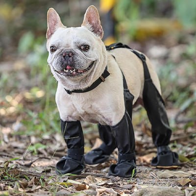 Bouledogue français debout portant des chaussure chiens noires sur un sol de forêt.