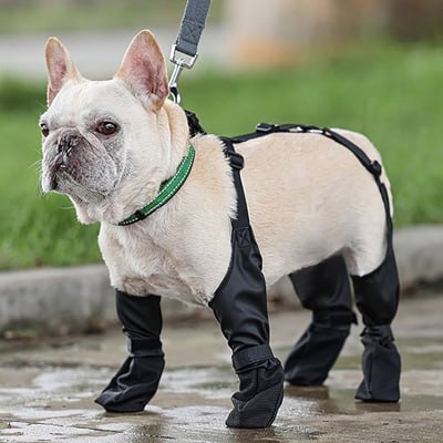 Bouledogue français en laisse portant des chaussure chiens sur une surface mouillée.