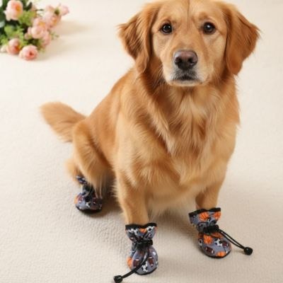 Golden Retriever assis à l'intérieur portant une chaussure pour chien à motif de ballons de sport.