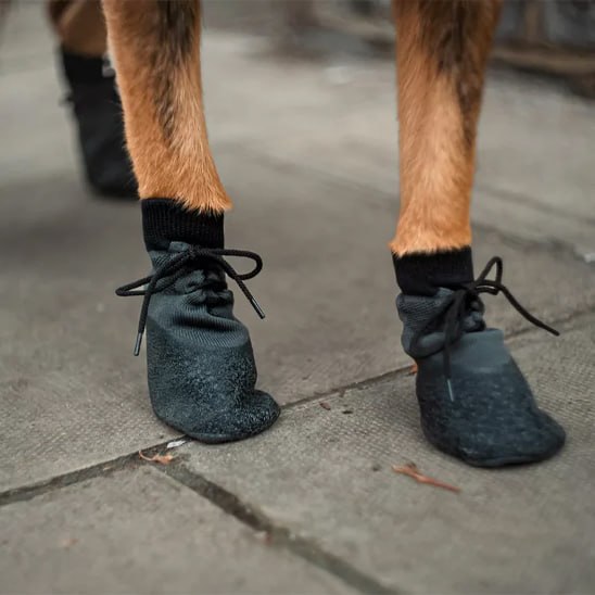 Gros plan sur les pattes d'un chien marchant avec des chaussures pour chien noires sur du béton.