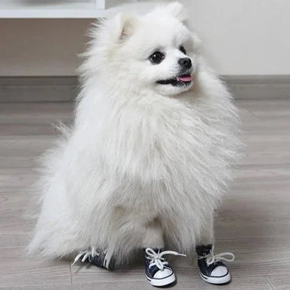 Spitz allemand ou Pomeranien blanc assis avec de petites chaussures pour chien en toile bleue.