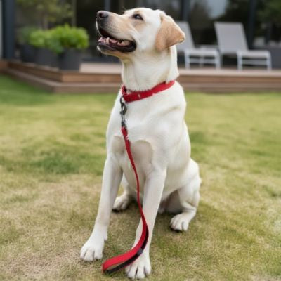 Labrador blanc assis sur une pelouse portant un collier et une laisse chien rouge.