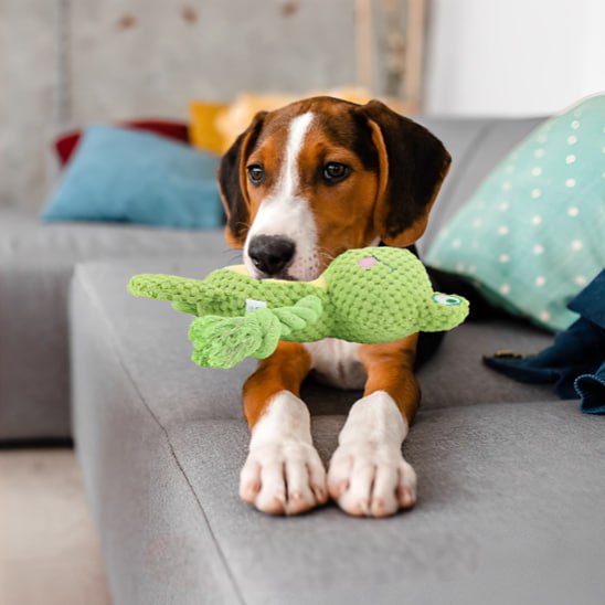 Chien Beagle avec une peluche pour chiens grenouille dans la gueule et scènes de jeu en extérieur.