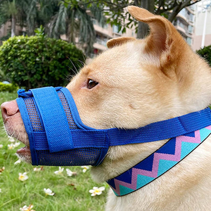 Chien beige avec muselière anti aboiement bleue en maille et collier bleu à motifs zigzag.