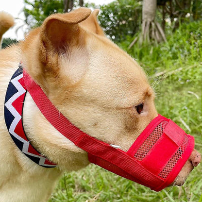 Chien beige avec muselière anti aboiement rouge en filet et collier rouge à motifs géométriques.