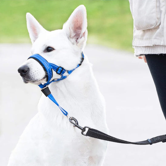 Muselière anti aboiement bleue sur un Berger Blanc Suisse assis à côté de son maître.
