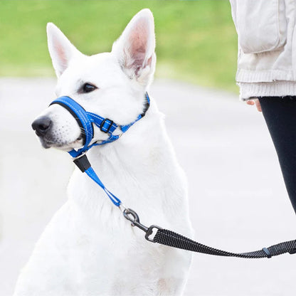 Muselière anti aboiement bleue sur un Berger Blanc Suisse assis à côté de son maître.