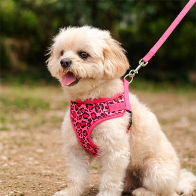 Chien type Bichon assis avec un harnais chien rose rouge léopard et sa laisse rose.