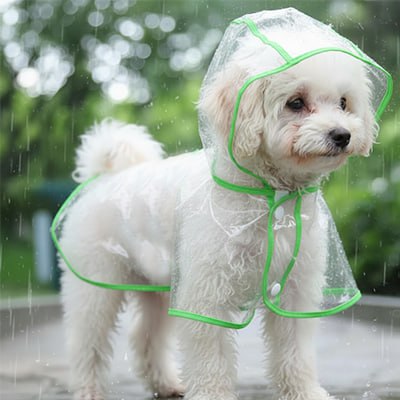 Caniche blanc de dos portant un manteau imperméable pour chien transparent avec bordure bleue.