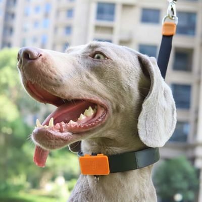 Portrait d'un Braque de Weimar tenu en laisse avec son collier étrangleur chien lors d'une promenade en ville.