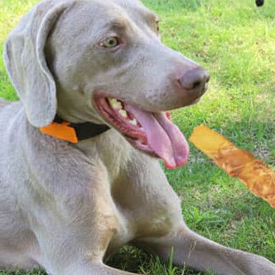 Un chien Braque de Weimar allongé dans l'herbe portant confortablement son collier étrangleur chien noir avec plaque orange.