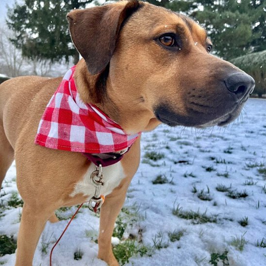 Chien brun de profil dans la neige portant un bandana chien à carreaux rouges et blancs.