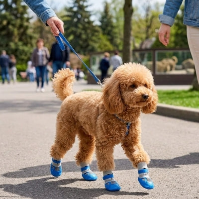Chien caniche abricot marchant dans un parc en portant des chaussettes pour chien bleues.
