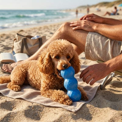 Chien Caniche sur une plage de sable avec un jouet kong chien bleu marqué KONG.
