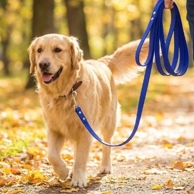 Chien golden retriever tenu en laisse pour chien bleue marchant sur un chemin forestier couvert de feuilles été