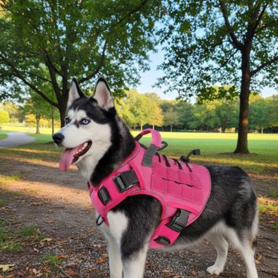 Husky de Sibérie debout dans un parc portant un harnais anti traction chien rose vif.