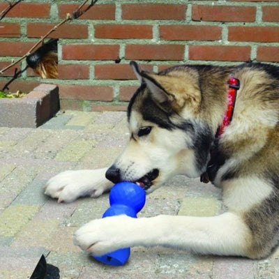 Chien Husky allongé sur des pavés mâchant un jouet kong chien bleu près d'un mur en briques.
